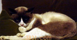 如何训练雪鞋猫开门,雪鞋猫训练方法!(图2)