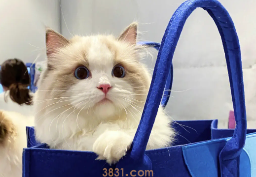 猫咪又拉又吐是怎么回事?(图1)