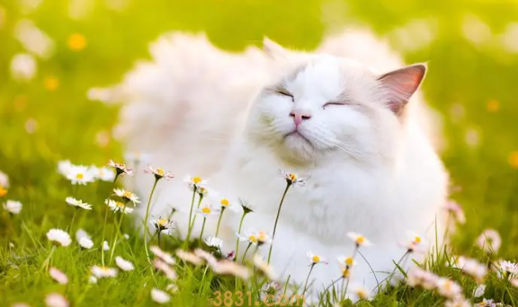 猫咪又拉又吐是怎么回事?(图2)