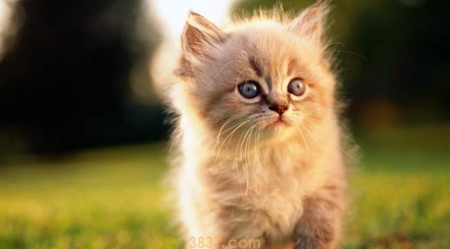 猫吐白色液体怎么办?看这里(图1)