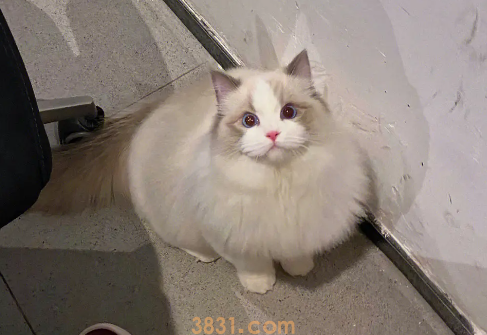 猫吐白色液体怎么办?看这里(图2)