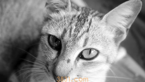 怎样训练一只淡定的猫?(图1)