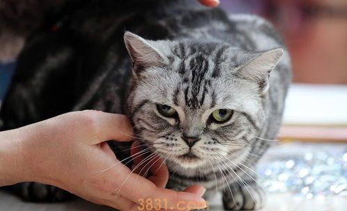 听说猫咪都怕水?猫咪为啥会这么怕水!(图1)