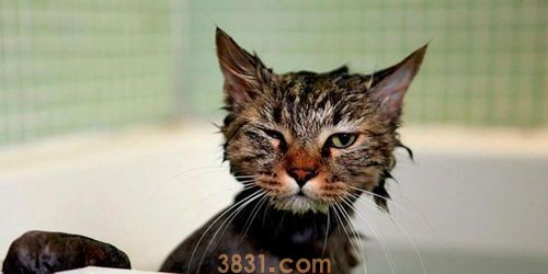 听说猫咪都怕水?猫咪为啥会这么怕水!(图2)