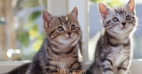 如何培养你的猫咪成为社交高手?培养小猫的社交行为!(图1)