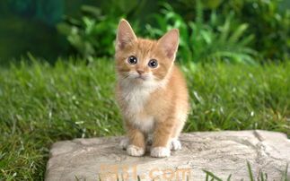 如何培养你的猫咪成为社交高手?培养小猫的社交行为!(图2)