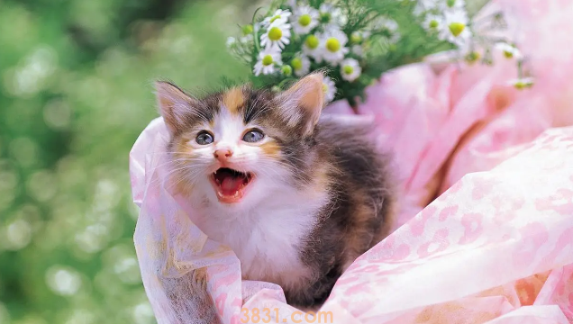 2个月小猫的猫瘟存活率咋样?(图1)