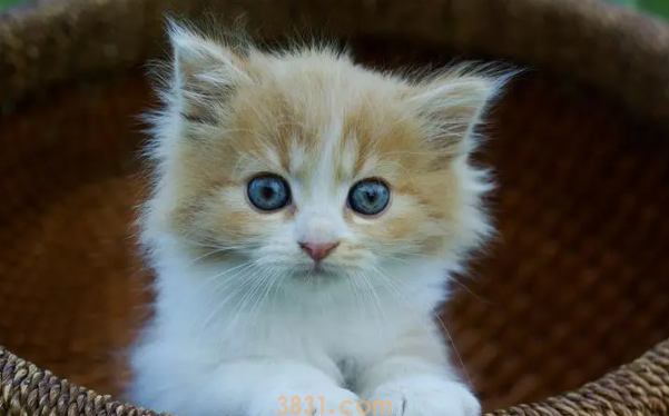 2个月小猫的猫瘟存活率咋样?(图2)