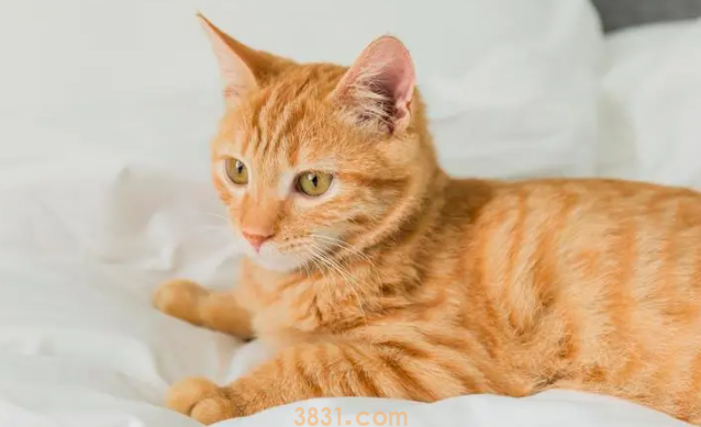 两个月幼猫老是流眼泪?看这里就能知道!(图1)