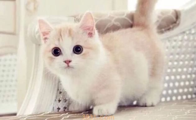 两个月幼猫老是流眼泪?看这里就能知道!(图2)