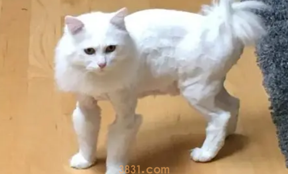 夏季可以给猫剃毛吗?(图1)