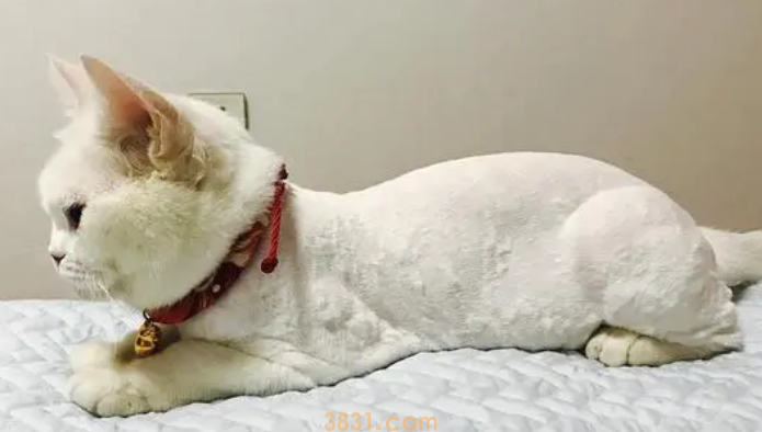 夏季可以给猫剃毛吗?(图2)