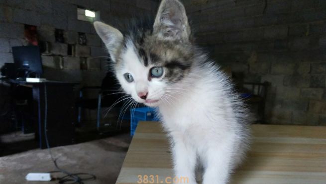 2个月小猫耳朵里面很脏是为什么?(图1)