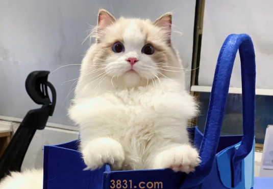 2个月小猫耳朵里面很脏是为什么?(图2)