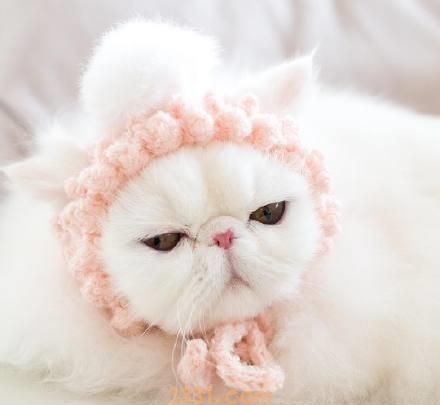 猫咪半夜扰民怎么办?谁来给我支个招!(图1)