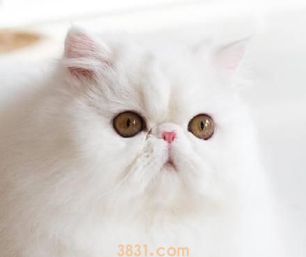 猫咪半夜扰民怎么办?谁来给我支个招!(图2)