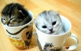 如何让猫咪记住自己的名字,教你一招!(图1)