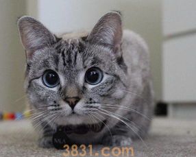 如何让猫咪记住自己的名字,教你一招!(图2)