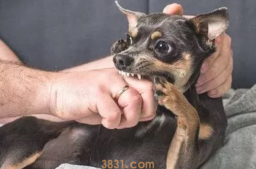 家中小狗总咬手,宠主不清楚是怎么回事?(图1)