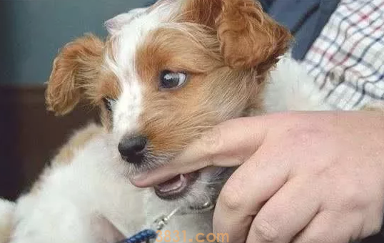 家中小狗总咬手,宠主不清楚是怎么回事?(图2)