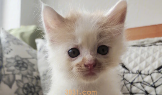 猫咪拉稀肚子咕噜咕噜响怎么回事?(图1)