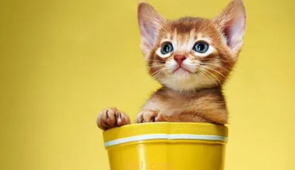 猫咪拉稀肚子咕噜咕噜响怎么回事?(图2)