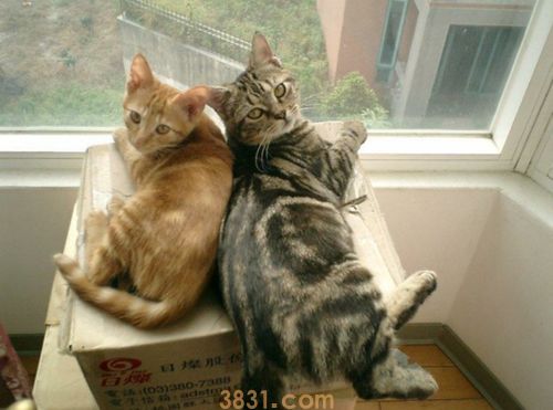 想跟猫咪一起爬山,训练猫咪爬山的方法!(图2)