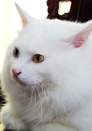 猫猫训练:如何制止山东狮子猫玩耍中的攻击(图1)