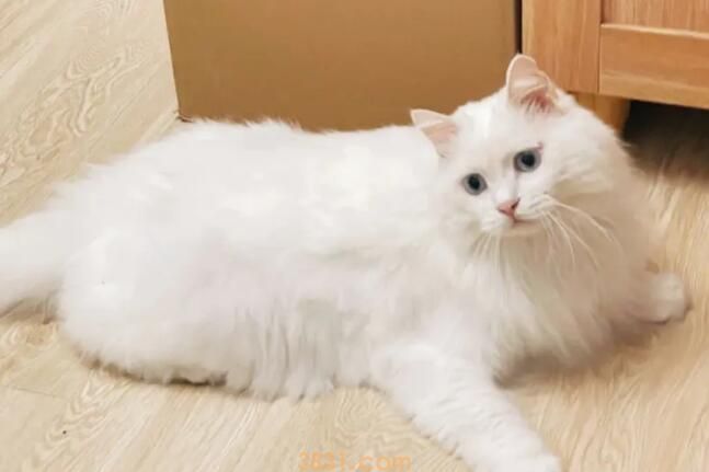 猫猫训练:如何制止山东狮子猫玩耍中的攻击(图2)
