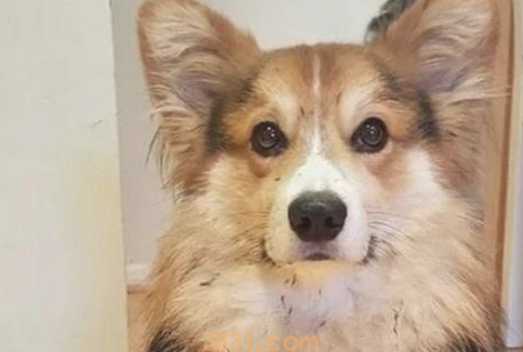 这5种小狗,真是就是说“洁癖症”的天敌,谁养有谁知道(图1)