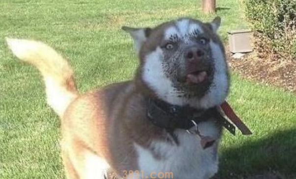 这5种小狗,真是就是说“洁癖症”的天敌,谁养有谁知道(图2)