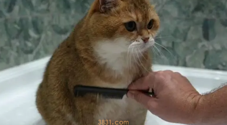 猫咪美容的各种梳子的使用心得!(图1)