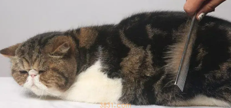 猫咪美容的各种梳子的使用心得!(图2)