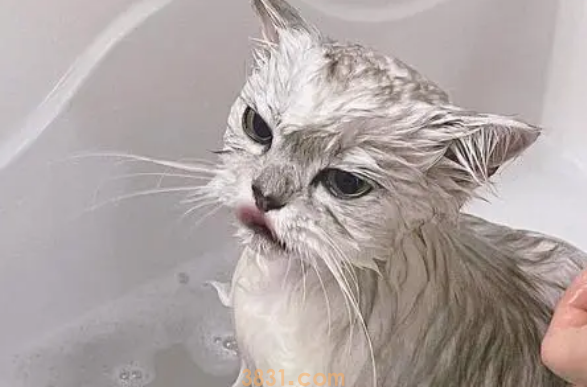 给猫咪洗澡正确方法!(图1)