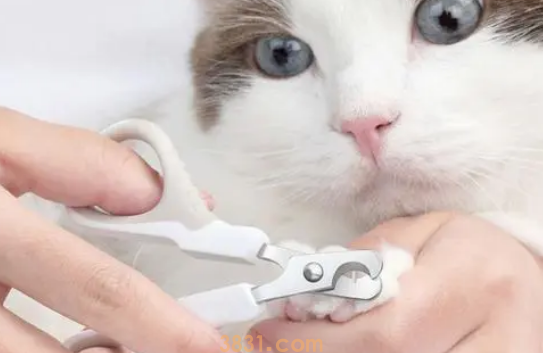 猫咪修剪指甲脚毛,卫生第一!(图1)