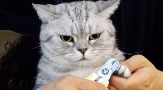 猫咪修剪指甲脚毛,卫生第一!(图2)