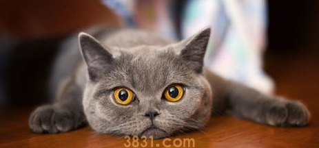 猫咪异味怎办?居家除臭大作战!(图1)