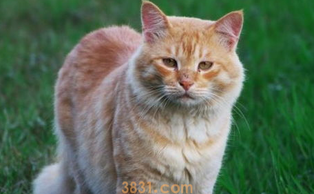 猫咪异味怎办?居家除臭大作战!(图2)