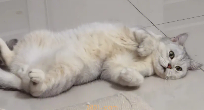 宠物猫怎么剃毛?你知道吗?(图1)