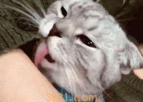 猫咪倒刺的特征和作用。(图1)