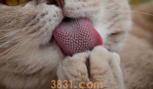 猫咪倒刺的特征和作用。(图2)