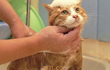 猫洗澡教学、美容及注意事项。(图1)