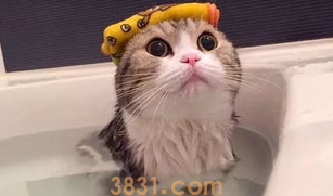 猫洗澡教学、美容及注意事项。(图2)