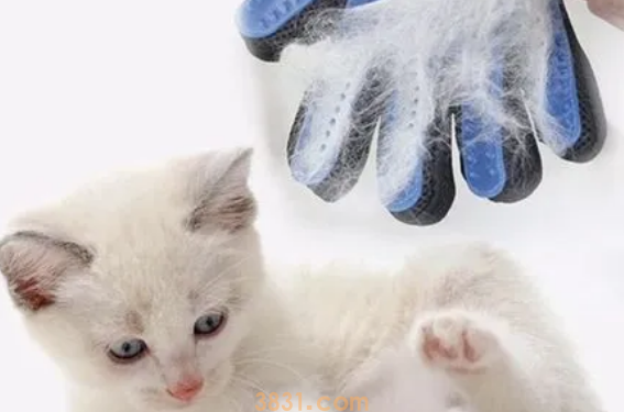 猫咪换毛护理的时候,你做对了吗?(图1)