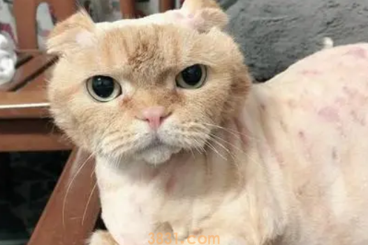 猫咪毛发干枯怎么办?如何让猫咪毛发更漂亮?(图2)