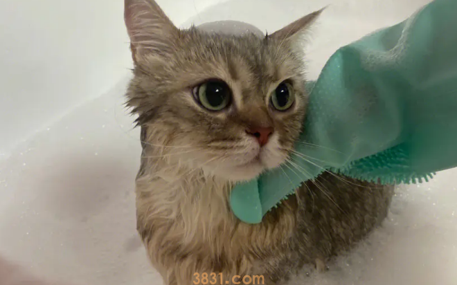 猫咪到底需要多久洗一次澡?(图1)