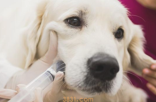 狗狗出现这种病症,主人家还要留意了!(图1)