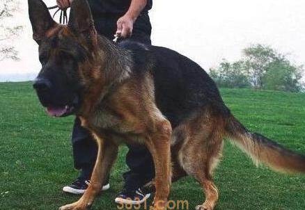 狗狗出现这种病症,主人家还要留意了!(图2)