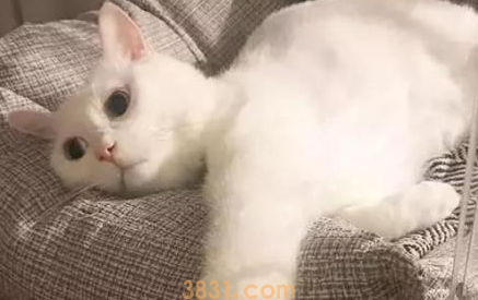猫咪毛发比较粗糙怎么办?(图1)