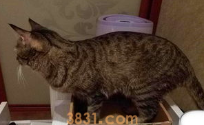 猫咪毛发比较粗糙怎么办?(图2)